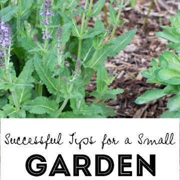 Create a successful Perennial Garden using the old with the new. #OutshineSnacks #ad